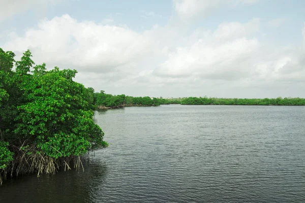 Une Belle Vue Sur Lac Près Des Mangroves Avec Des — Photo