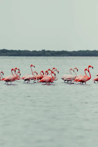 Pionowe Ujęcie Grupy Amerykańskich Flamingów Jeziorze — Zdjęcie stockowe