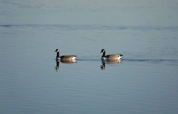 穏やかな晴れた日に池で泳ぐ2人のカナダのガチョウ — ストック写真