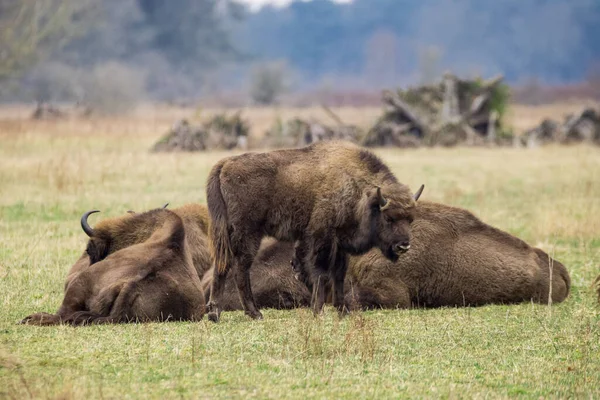 一群美洲野牛在绿地里 — 图库照片