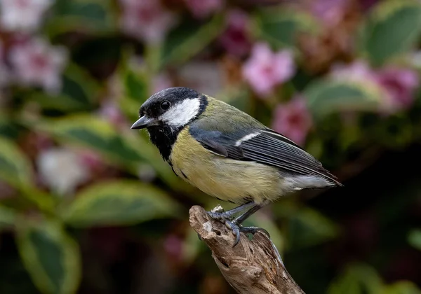 Adorable Great Tit Perched Top Branch Blurred Background Garden — Stockfoto