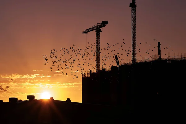 Uma Silhueta Guindastes Grupo Pássaros Voando Fundo Céu Por Sol — Fotografia de Stock