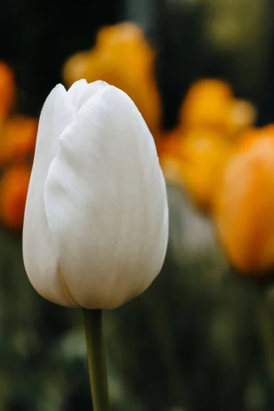 Eine Selektive Fokusaufnahme Der Weißen Tulpe Auf Dem Feld — Stockfoto