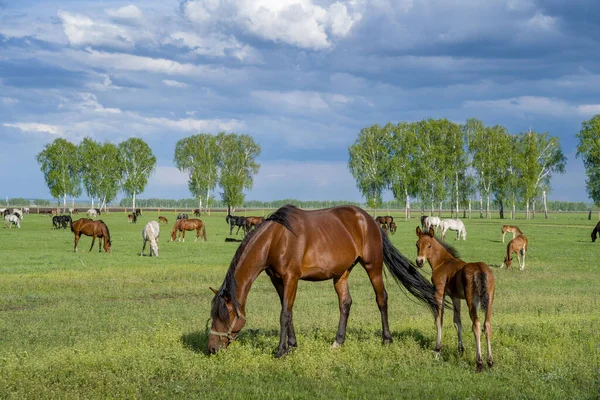 Summer Landscape Horses Grazing Green Meadow — Stock Photo, Image