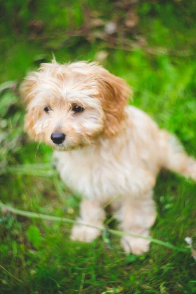 芝生の上でかわいいCavapoo交配犬の垂直クローズアップショット — ストック写真
