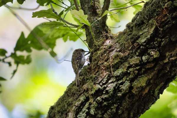 Naturskön Över Eurasiska Trädgårdsmästare Placerad Ett Träd Suddig Bakgrund — Stockfoto