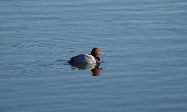 Pato Pochard Lago — Fotografia de Stock