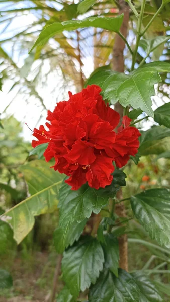 Primer Plano Hibisco Chino Rojo Hibiscus Rosa Sinensis Jardín — Foto de Stock