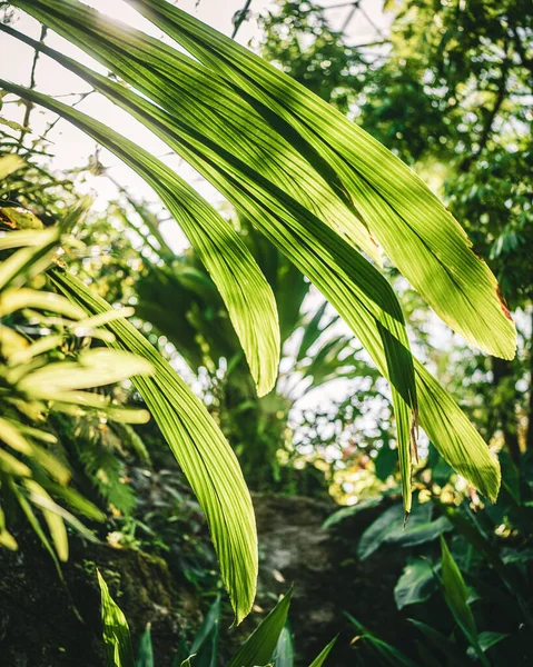 Eine Vertikale Selektive Fokusaufnahme Grüner Molineria Capitulata Blätter Botanischen Garten — Stockfoto