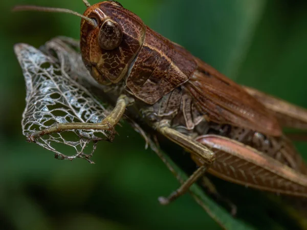 Detailní Záběr Kriketu Posazeného Listu Rozmazaném Pozadí — Stock fotografie