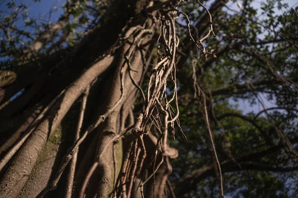 Plan Angle Bas Vignes Épaisses Poussant Sur Arbre — Photo