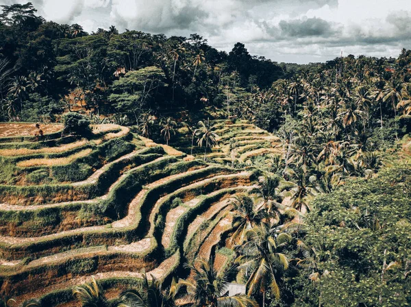 Drone Terraços Arroz Com Árvores Palmeiras Sob Nuvens Tegalalang Indonésia — Fotografia de Stock