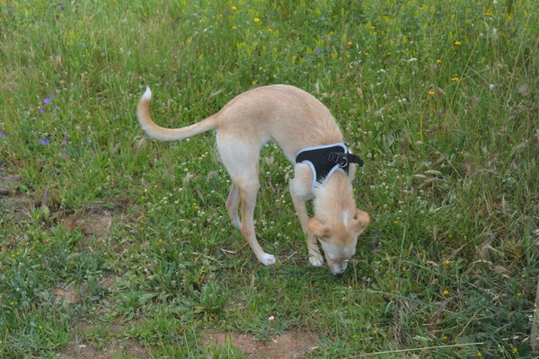 Cão Doméstico Marrom Campo — Fotografia de Stock
