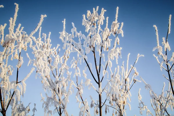 Detailní Záběr Zamrzlých Větví Stromů Proti Modré Obloze — Stock fotografie