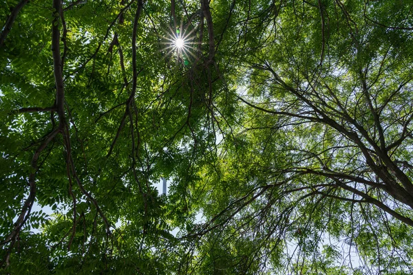 Hermoso Paisaje Árboles Verdes Los Rayos Del Sol Penetrando Través — Foto de Stock