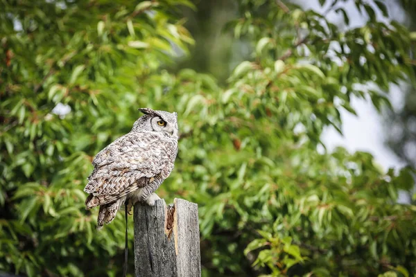 Eine Selektive Fokusaufnahme Des Uhus Bubo Virginianus Auf Einem Holzpfosten — Stockfoto