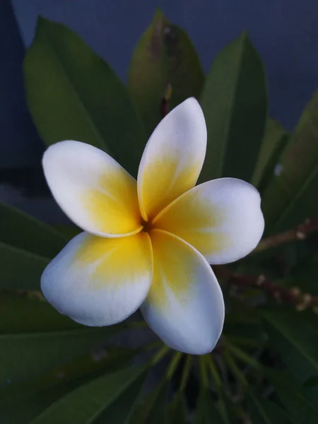 Tiro Vertical Uma Flor Plumeria Branca Amarela Jardim — Fotografia de Stock