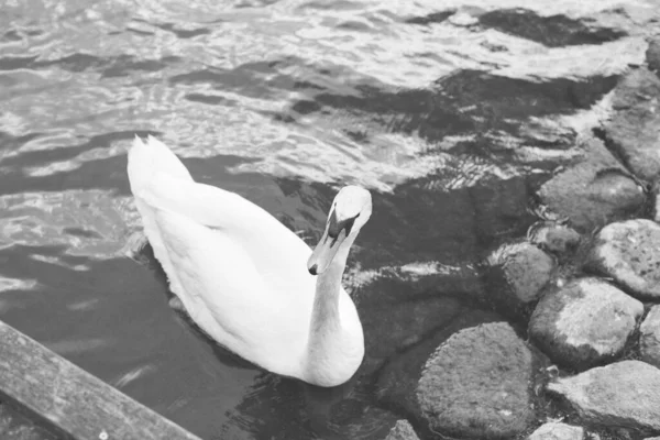 Closeup Monocromático Cisne Branco Nadando Lago — Fotografia de Stock