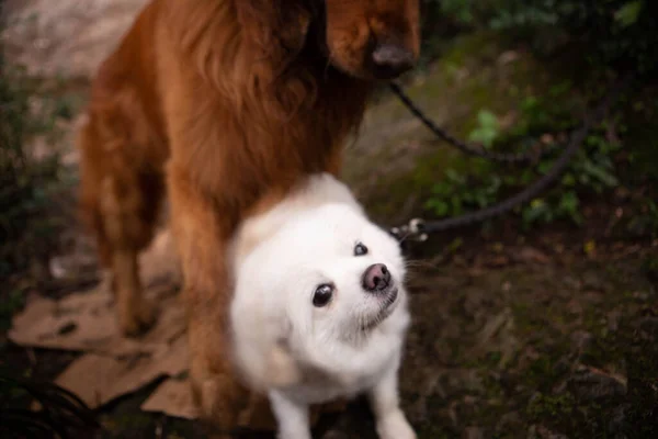 White Dog Pomeranian Her Friend One Golden Retriever — Stock Photo, Image