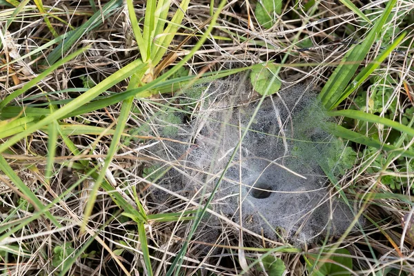 Rosée Tôt Matin Sur Une Toile Araignée Niveau Sol Prise — Photo