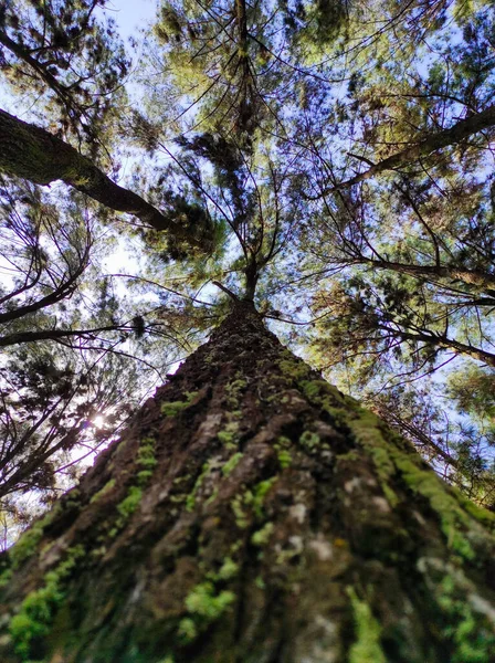 背景に空のある木の低い角度の眺め — ストック写真