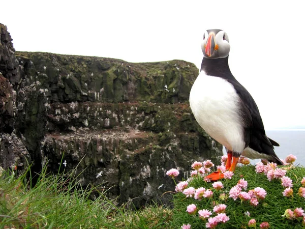 Nahaufnahme Eines Papageitauchers Der Küste Des Ozeans Nordisland — Stockfoto