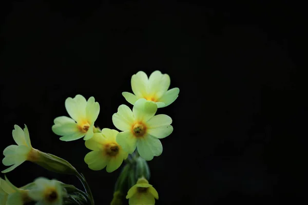 Žluté Primeroses Černém Pozadí Záběr Přírodě — Stock fotografie