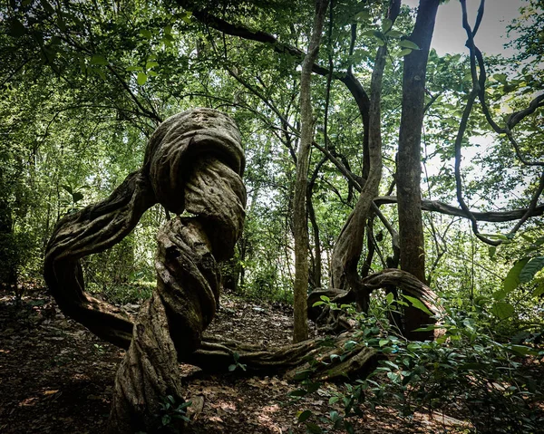 鬱蒼とした森の中の渦巻く古い木の幹 — ストック写真