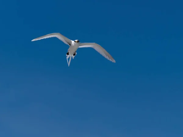 Detailní Záběr Běloocasého Tropického Ptáka Proti Modré Obloze — Stock fotografie