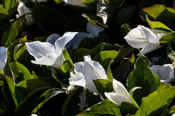 Een Close Shot Van Witte Trillium Bloemen Groeien Tuin — Stockfoto