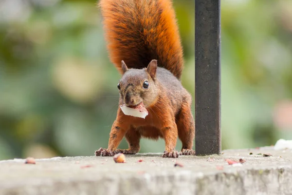 Closeup Shot Red Squirrel Alertly Observing Surroundings While Eating — Stock Photo, Image