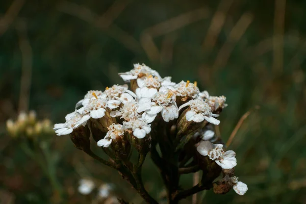 Gros Plan Fleurs Blanches Fil Poussant Sur Fond Vert Flou — Photo