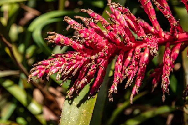 Detailní Záběr Brazilské Vaseplant — Stock fotografie