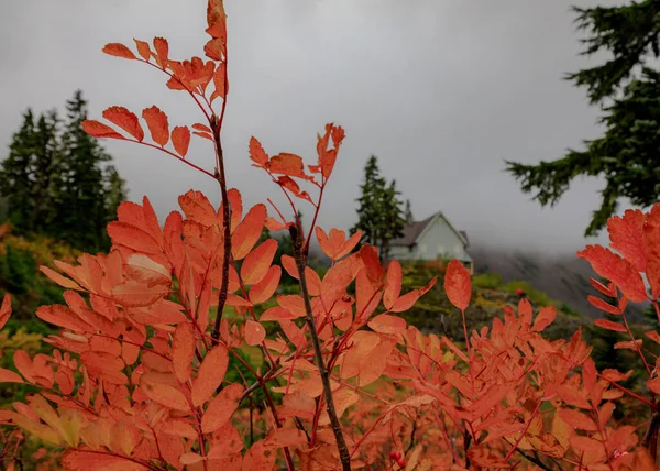 Closeup Shot Red Tree Leaves House Background Cloudy Day — Stock Photo, Image