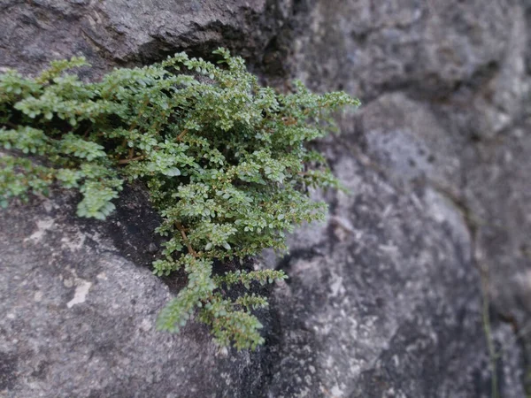 Closeup Shot Rockweed Growing Gray Stone Wall — Stock Photo, Image