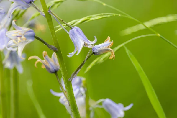 Purple Wildflowers Spring Green Blurry Background — Stock Photo, Image