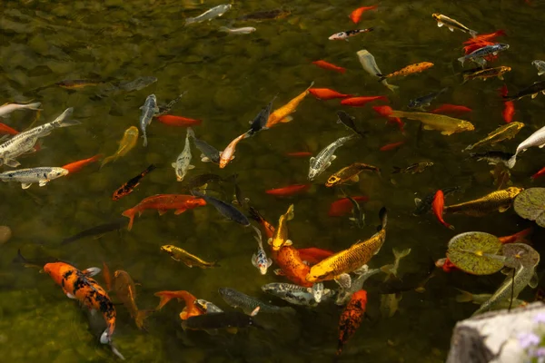 Top View Tiny Goldfish Swimming Pond — Stock Photo, Image