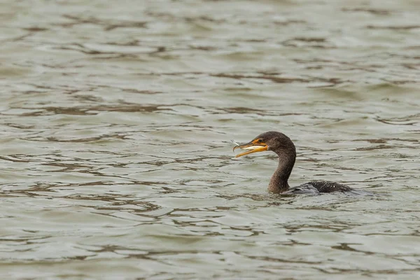 Cormorant Keystone Lake Τρώγοντας Fish — Φωτογραφία Αρχείου