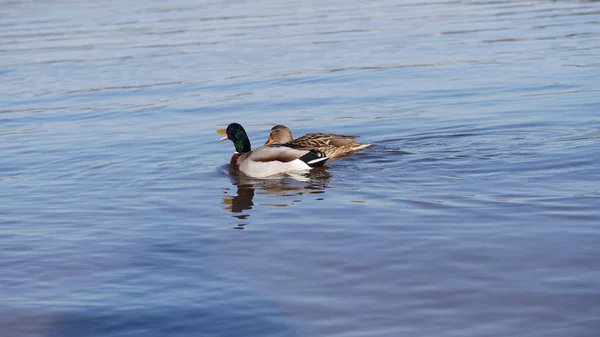 Een Close Shot Van Mannelijke Vrouwelijke Eenden Zwemmen Het Water — Stockfoto