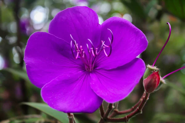 Zbliżenie Strzał Kwitnącego Purpurowego Pleroma Urvilleanum Kwiat Odizolowany Rozmytym Tle — Zdjęcie stockowe