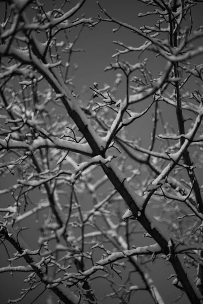 雪に覆われた木の枝の垂直ショット — ストック写真