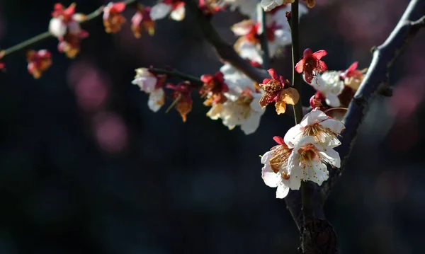 一束美丽的樱花绽放 — 图库照片