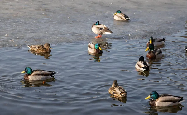 Grupo Patos Reais Nadando Lago — Fotografia de Stock