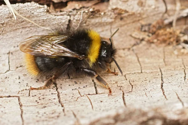 Closeup Colorful Furry Early Bumblebee Bombus Pratorum Sitting Wood Field — Stock Photo, Image