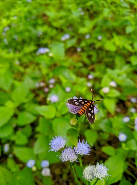 Vertikal Bild Liten Fjäril Den Blå Blomman — Stockfoto