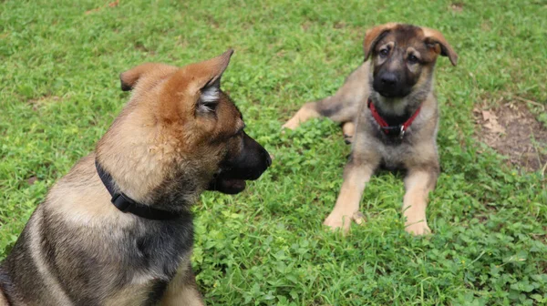 Selective Two Alsatian Brown Puppies Green Grass — Stock Photo, Image