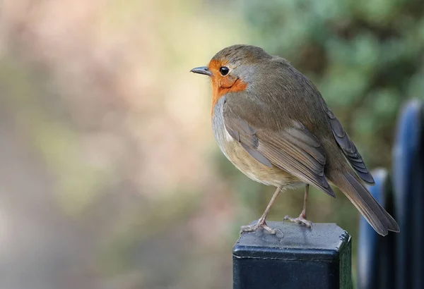 Primo Piano Pettirosso Europeo Appollaiato Palo Metallico Uno Sfondo Sfocato — Foto Stock