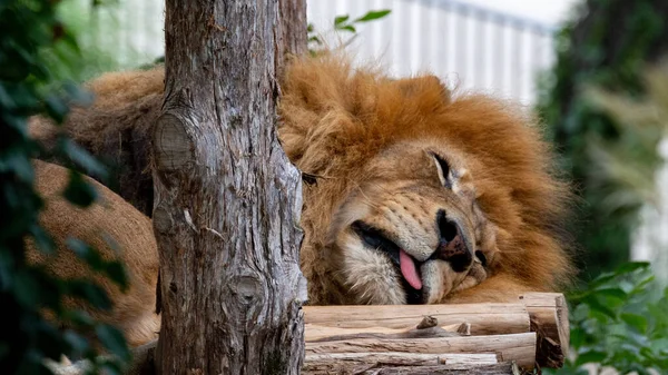 在模糊的背景下拍摄了一只熟睡中的狮子的特写 — 图库照片