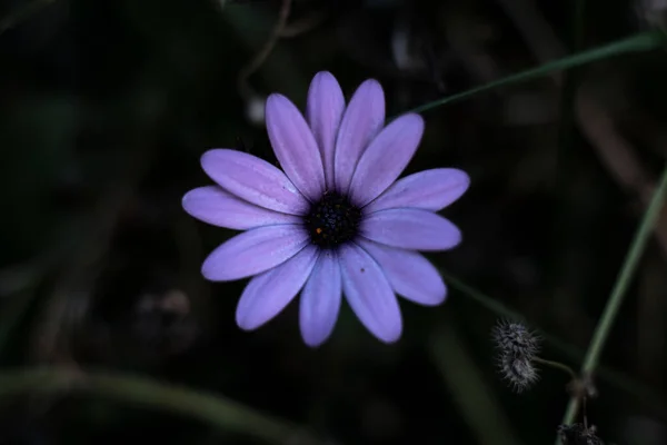 背景がぼやけている庭の紫色のアフリカのデイジーの花の景色 — ストック写真