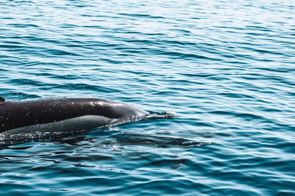 Primer Plano Delfín Nadando Agua Mar Brillante Madeira Portugal —  Fotos de Stock